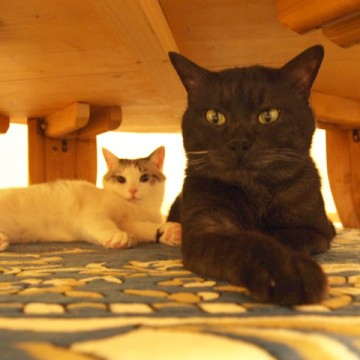 黒猫サバトラ白猫テーブルの猫画像