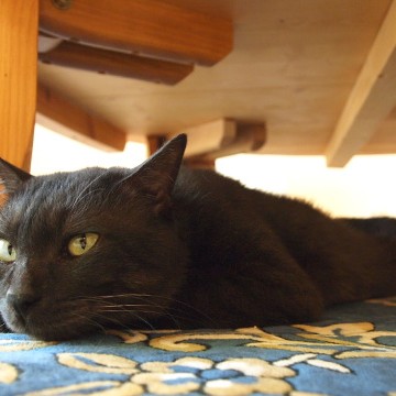黒猫テーブルの猫画像