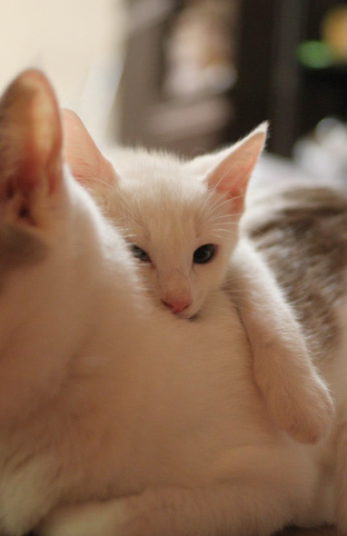 白猫サバトラ白猫の猫画像