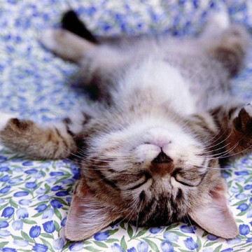 キジトラ白猫子猫昼寝の猫画像
