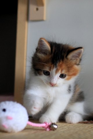 三毛猫子猫おもちゃの猫画像