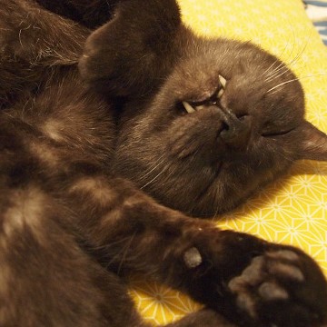 黒猫屋内昼寝の猫画像