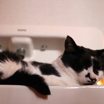 ハチワレ猫洗面所の猫画像