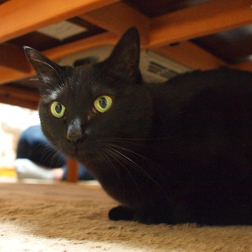 黒猫テーブルの猫画像