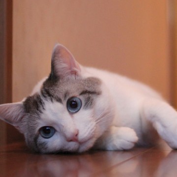 サバトラ白猫の猫画像