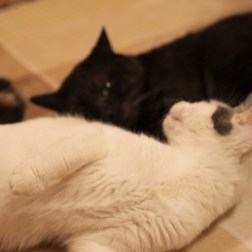白猫黒猫屋内の猫画像