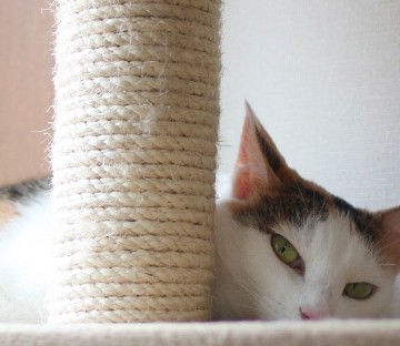 とび三毛猫キャットタワーの猫画像