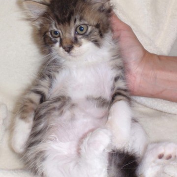 サバトラ白猫子猫布団の猫画像