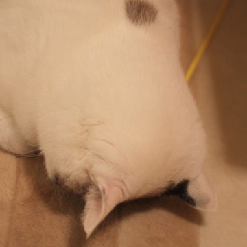 白猫カーペットの猫画像