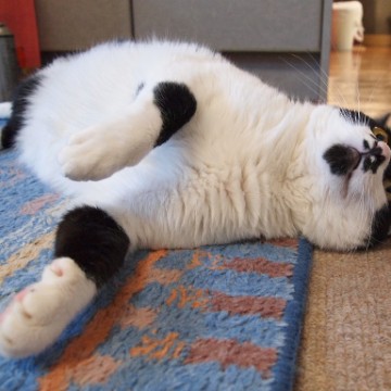 ハチワレ猫カーペットの猫画像