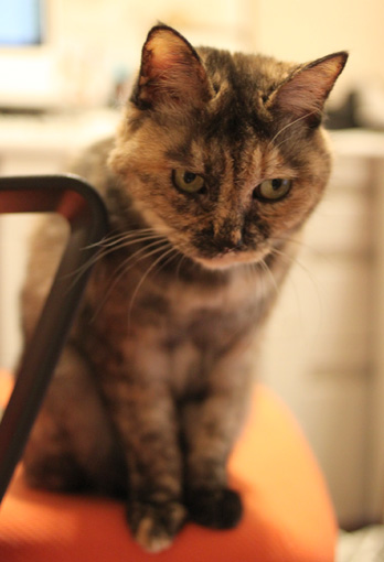 キジトラ猫椅子の猫画像