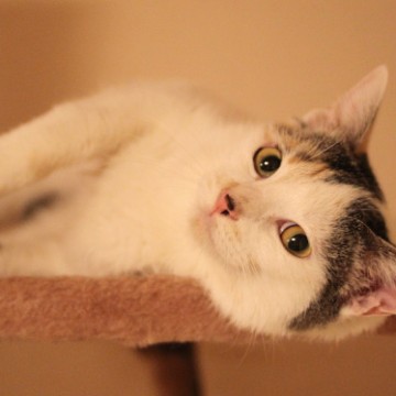 サバトラ白猫キャットタワーの猫画像