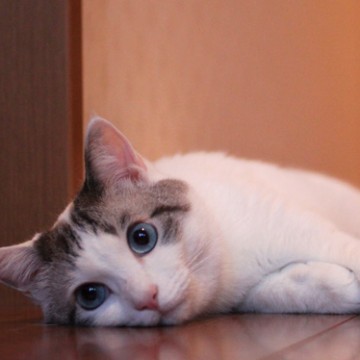 サバトラ白猫フローリングの猫画像
