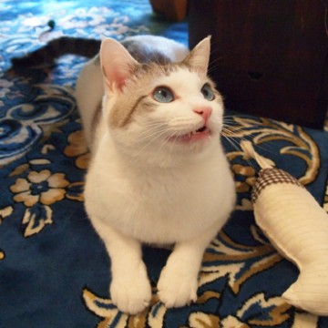 サバトラ白猫カーペットの猫画像