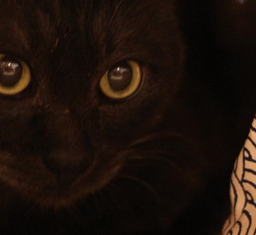 黒猫布の猫画像