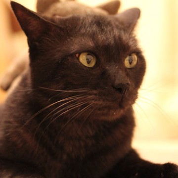 黒猫ぬいぐるみの猫画像