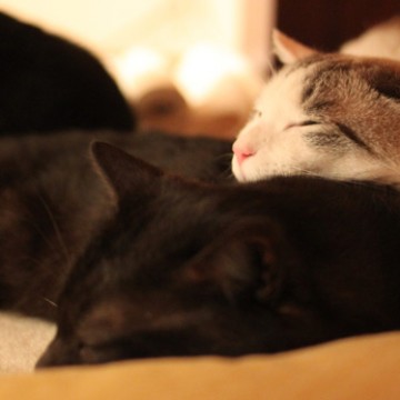 黒猫サバトラ白猫昼寝の猫画像