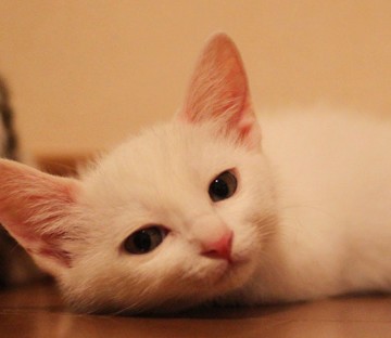 白猫フローリングの猫画像