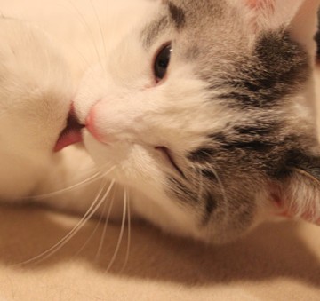サバトラ白猫カーペットの猫画像