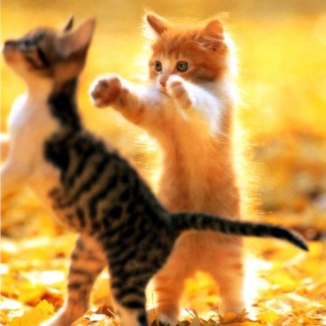 サバトラ白猫茶トラ猫子猫紅葉の猫画像