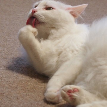 白猫カーペットの猫画像