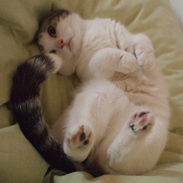 サバトラ白猫布団の猫画像