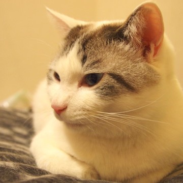 サバトラ白猫布団の猫画像