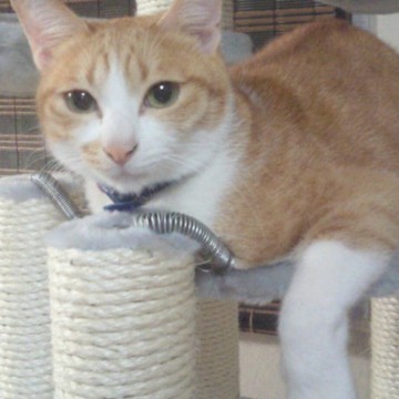 茶トラ白猫キャットタワーの猫画像