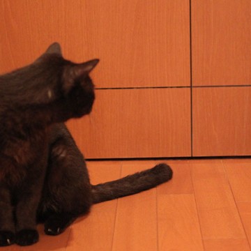 黒猫覗き見の猫画像