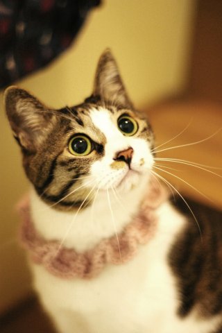 キジトラ猫毛糸の首輪の猫画像