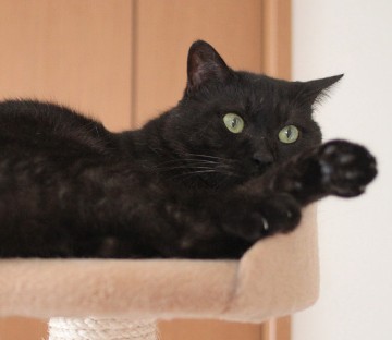 黒猫キャットタワーの猫画像