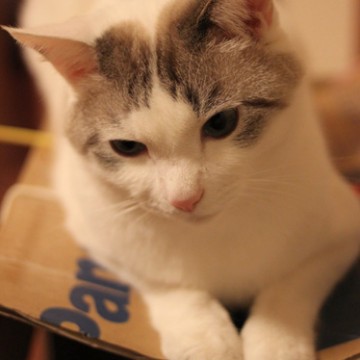 サバトラ白猫ダンボールの猫画像