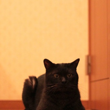黒猫フローリングの猫画像