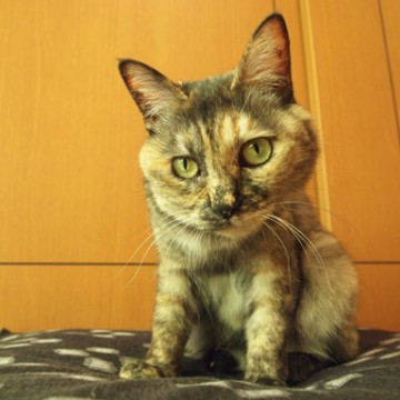 キジトラ白猫布団の猫画像
