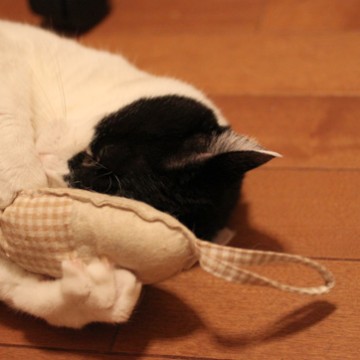 ハチワレ猫カーペットの猫画像