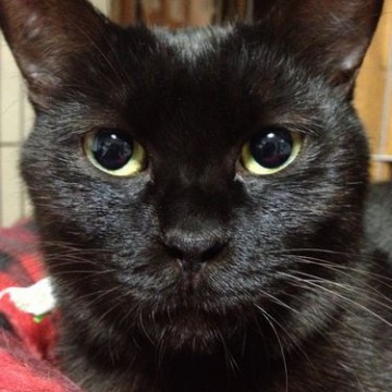 黒猫毛布の猫画像