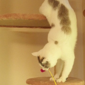 サバトラ白猫キャットタワーの猫画像