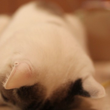 サバトラ白猫屋内の猫画像
