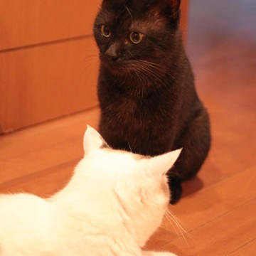 黒猫白猫屋内の猫画像