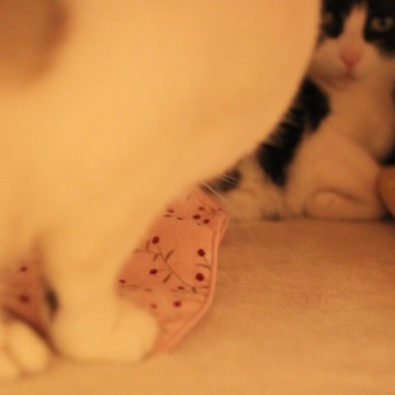 ハチワレ猫白猫カーペットの猫画像