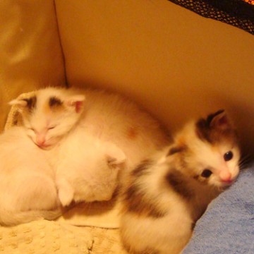 三毛猫とび三毛猫白猫子猫の猫画像