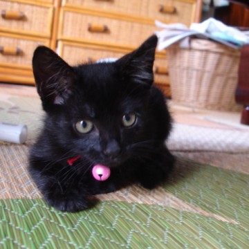 黒猫子猫屋内の猫画像