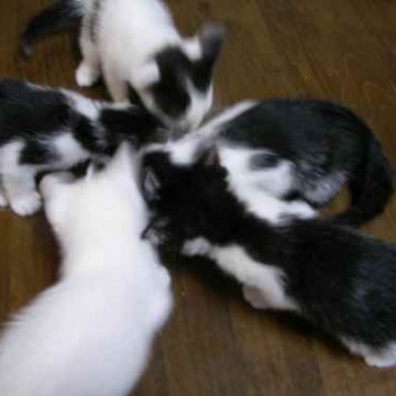 黒白猫白猫子猫屋内の猫画像