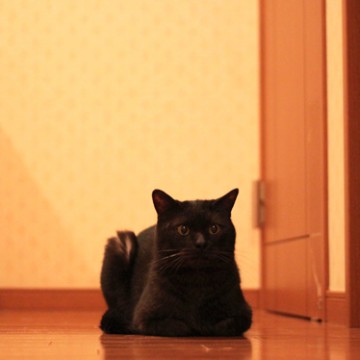 黒猫屋内の猫画像