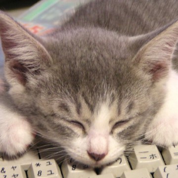 灰白猫キーボードの猫画像