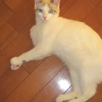 サバトラ白猫フローリングの猫画像