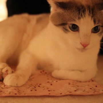 サバトラ白猫ハンカチの猫画像
