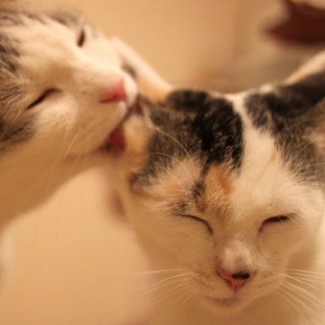 サバトラ白猫三毛猫屋内の猫画像