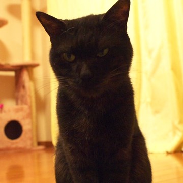 黒猫屋内の猫画像