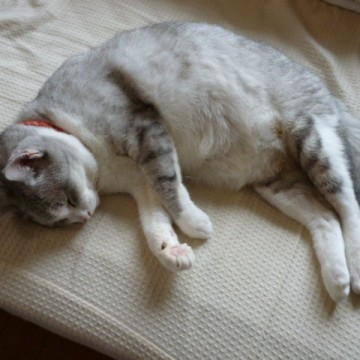 サバトラ白猫ベッドの猫画像
